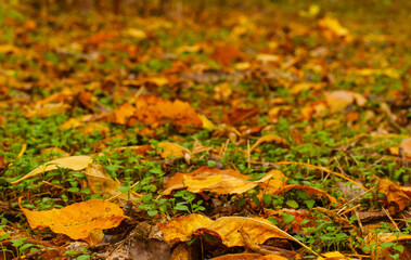 Dry yellow-brown fallen leaves on a background of green grass.