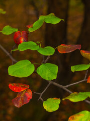 Green and red autumn leaves of wild pear.