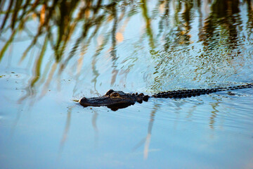 Lurking Alligator