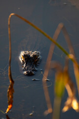 Lurking Alligator