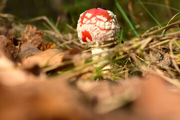 Amanita mushroom is lost among dry leaves.