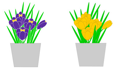 鉢植えの黄色と紫のクロッカス