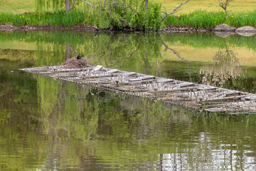 A fireworks pontoon floating on a lake in a garden