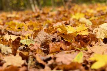 Yellow dry fallen maple leaves close-up.