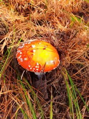 fly agaric mushroom