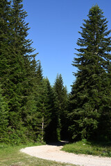 Fototapeta na wymiar A winding macadam road through a pine forest