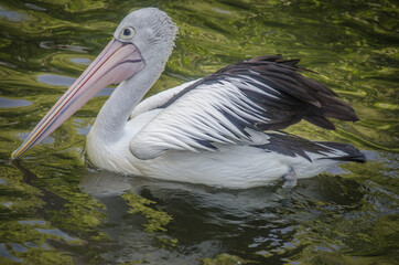 Pelikan im Wasser