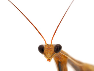 Praying mantis isolated on white background, Mantis religiosa