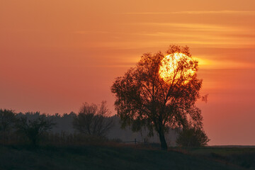 Sunset over the fields tree