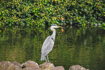 A heron standing by a lake. Lisbon, Portugal