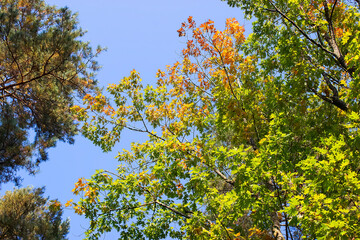 A beautiful tree with bright colorful leaves. Autumn concept.