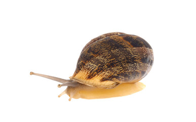 Snail isolated on white background