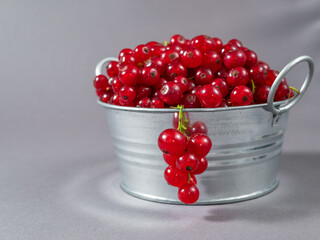 A metal basin filled with red currants
