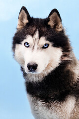 siberian husky dog