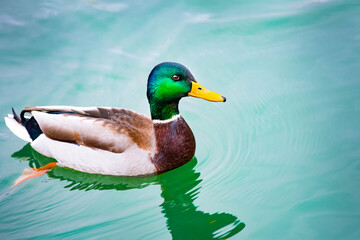 duck on the pond