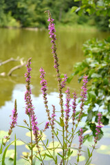 Flowering bastard (Lythrum salicaria L.) grows on the shore of the lake