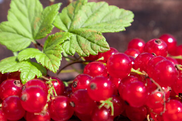 Branch of red currants on a wooden background. Poster, article, advertisement.