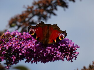 Peacock butterfly (Aglais io) on summer lilac plant (Buddleja davidii) known as butterfly-bush, Poland