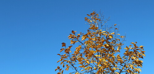 Foglie rosse, gialle e arancioni in autunno sul tavolo di legno