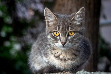 Grey kitten close-up , with beautiful eyes
