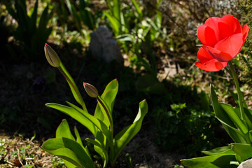 Czerwony tulipan spoglądający na nienarodzonych braci.