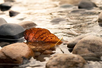 leaf at the edge of the river 