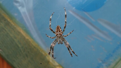 spider on the web
