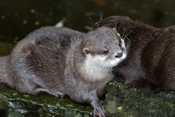 Asian small-clawed otter (in german Zwergotter) Amblonyx cinereus