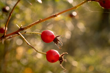 rose hips in the fall 