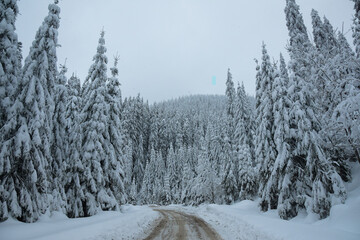 Snow covered pine trees and a forest road during winter season, Obarsia Lotrului
