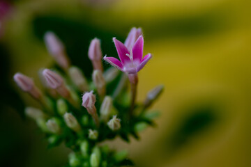 Obraz premium La única flor abierta
