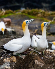 Gannets / Basstölpel Muriwai Neuseeland