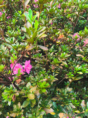 arbusto de azaléia cor-de-rosa