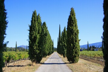 View on agricultural path lined with mediterranean cypress trees (cupressus sempervirens) in a row through vineyard with vines and  mountains, blue sky in autumn - Provence, France