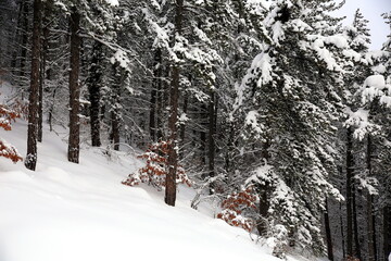 Mountain with snow-covered pinewood