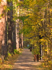 A path in a city park with larch trees by the side - 388614936