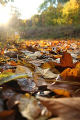 Buntes Laub im Herbst