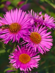 New England aster flowering during October - 388614962