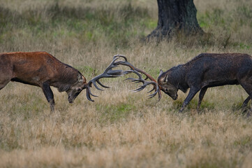 Fighting red deer stags