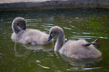 swan chick swimming on the pond