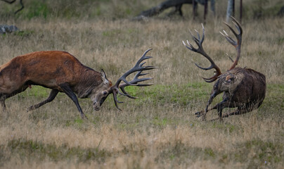 Fighting red deer stags