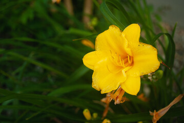 Fototapeta premium Yellow Flower