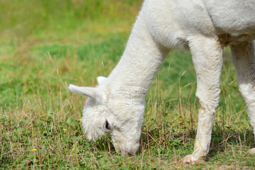 Naklejka na ściany i meble A white alpaca grazes relaxed in a pasture in summer
