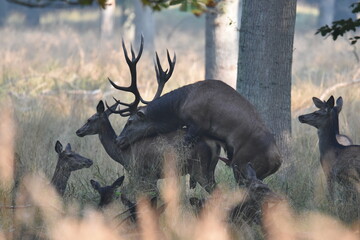 Mating red deer