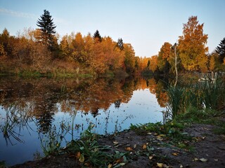 autumn in the forest