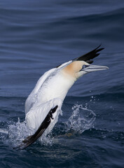 Northern gannet