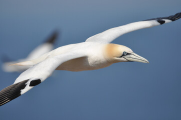 Northern gannet