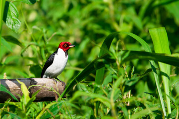 Red-capped cardinal