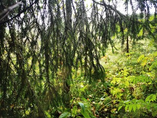 Fototapeta premium forest in the morning