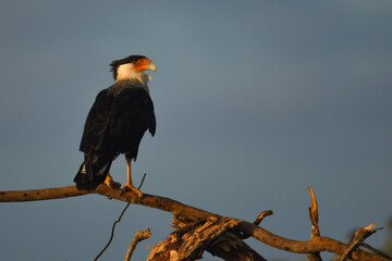Northern crested caracara
